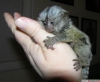 Very healthy marmoset for you.at +97339987365