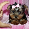 Whatsapp +237678208243 deerli akc yorkshire terrier yavrusu