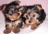 Whatsapp +237678208243 deerli yorkshire terrier yavrular