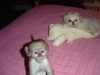 Whatsapp +237678208243 en kaliteli capuchin maymunlar