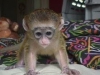 Whatsapp +237678208243 gzel dii capuchin maymunu yeniden b