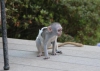Whatsapp +237678208243 !!!sevimli bebek capuchin ve marmoset