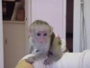 Whatsapp +237678208243 cretsiz ev en iyi capuchin maymunlar