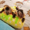 Whatsapp +34624441231 dii capuchin maymunlar mevcut