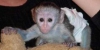 Whatsapp ta iletiim +237678208243 usda capuchin maymunu  us