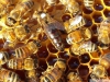 Ana arı satış anadolu ana arısı