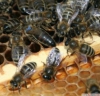 Ana arı satış anadolu ana arısı