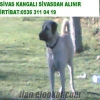 Yavru Sivas Kangal