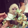 Yaknmdaki capuchin maymunu mevcut