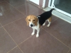 Yavru beagle