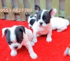 Yavru kpekler french bulldog