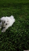 Yavru maltese terrier