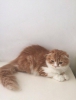 Yavru scottish fold kedilerimiz iin ulan