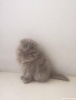 Yavru scottish fold kedilerimiz iin ulan