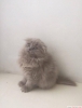 Yavru scottish fold kedilerimiz iin ulan