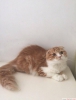 Yavru scottish fold kedilerimiz iin ulan