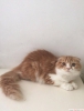 Yavru scottish fold kedilerimiz iin ulan