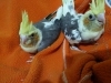 Yavru sultan papaganlar sultan papagan bebekleri