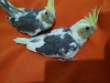 Yavru sultan papaganlar sultan papagan bebekleri