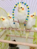 Yeni 2023 bebek sultan papağanı en üst kalite jumbo boy
