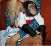 Yeni bir ev arayan baby chmpanzee
