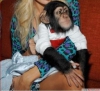 Yeni bir ev arayan baby chmpanzee