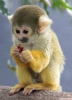 Yeni bir ev iin tatl bebek sincap maymunlar