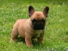 Yeni bir sahip iin bekleyen fantastik fransz bulldog yavru