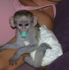 Yeni eitimli bebek capuchin maymunlar yeni bir ev aryor!!