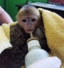 Yeni ev arayan sevimli capuchin maymunu