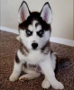 Yeni evler iin iyi eitilmi husky yavrular