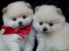 Yeni yavrularmz beyaz pomeranian boo