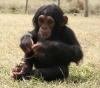 Yeni yl iin sevimli sevimli bebek empanze  empanze maymu