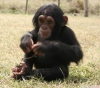 Yeni yl iin sevimli sevimli bebek empanze  empanze maymu