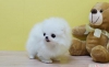 Yeni yıla evlat edinilecek pomeranian pups