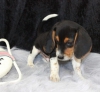 Yeni yuva iin iyi eitilmi beagle yavrular