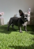 Yeni yuvalarna hazr irin toy french bulldog yavrular