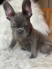 Yeni yuvalarna hazr irin toy french bulldog yavrular