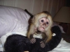 Yeniden canlandrmaya uygun capuchin maymunlar