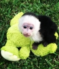Yeniden homing iin gzel capuchin maymunlar