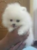 Yeniden homing iin t-cup size pomeranian yavrular