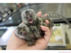 Yeniden yuva yapmak için marmoset maymunu.