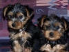 Yorkie pups k dispozici k adopci