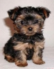 Yorkie pups k dispozici k adopci