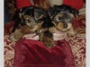 Yorkie štěňata k dispozici k adopci