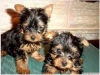Yorkie štěňata k dispozici k adopci