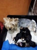 Yorkshire terrier bebekleri rezerveye aktr