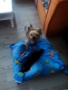 Yorkshire terrier bebekleri rezerveye aktr