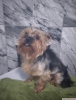 Yorkshire terrier cinsi olum freddie ye e aryorum