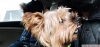 Yorkshire terrier cinsi olum freddie ye e aryorum